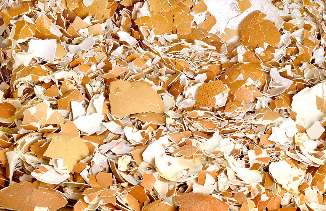 Skorupki Jaj: Niezwykłe Fakty i Praktyczne Zastosowanie w Domu