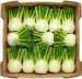 Koper włoski ekologiczny fenkuł (karton ok. 7 kg) (EKO)