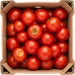 Pomidory okrągłe ekologiczne (karton ok. 6 kg) (EKO)
